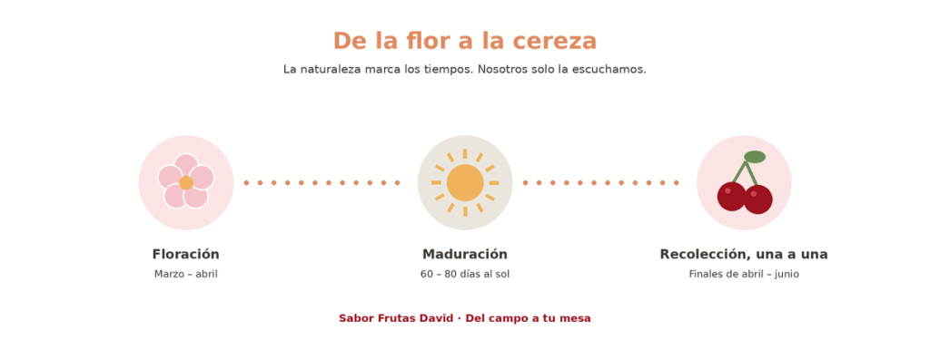 infografía del ciclo de la cereza